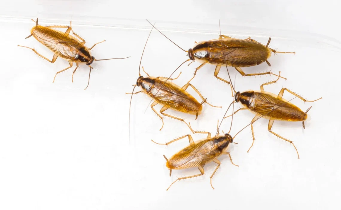 The Creepy Crawley Conundrum: Certified Cockroach control