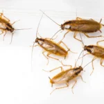 The Creepy Crawley Conundrum: Certified Cockroach control