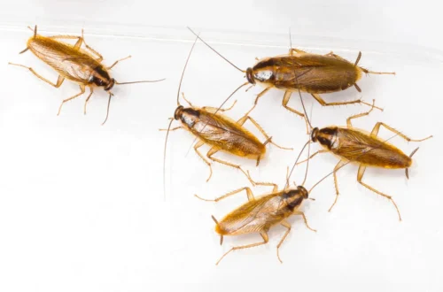 The Creepy Crawley Conundrum: Certified Cockroach control