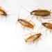 The Creepy Crawley Conundrum: Certified Cockroach control