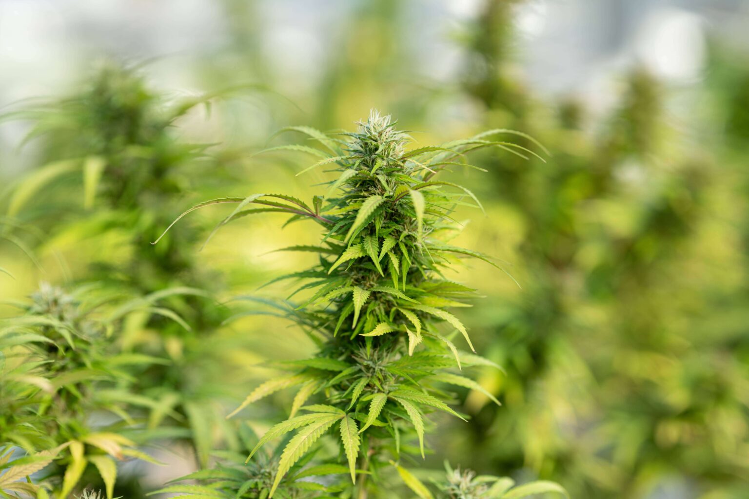 how is thca flower made