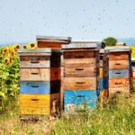 Modern Technology Advancements Transforming Bee Removal Operations