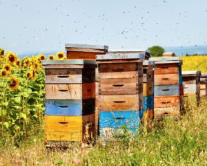 Modern Technology Advancements Transforming Bee Removal Operations