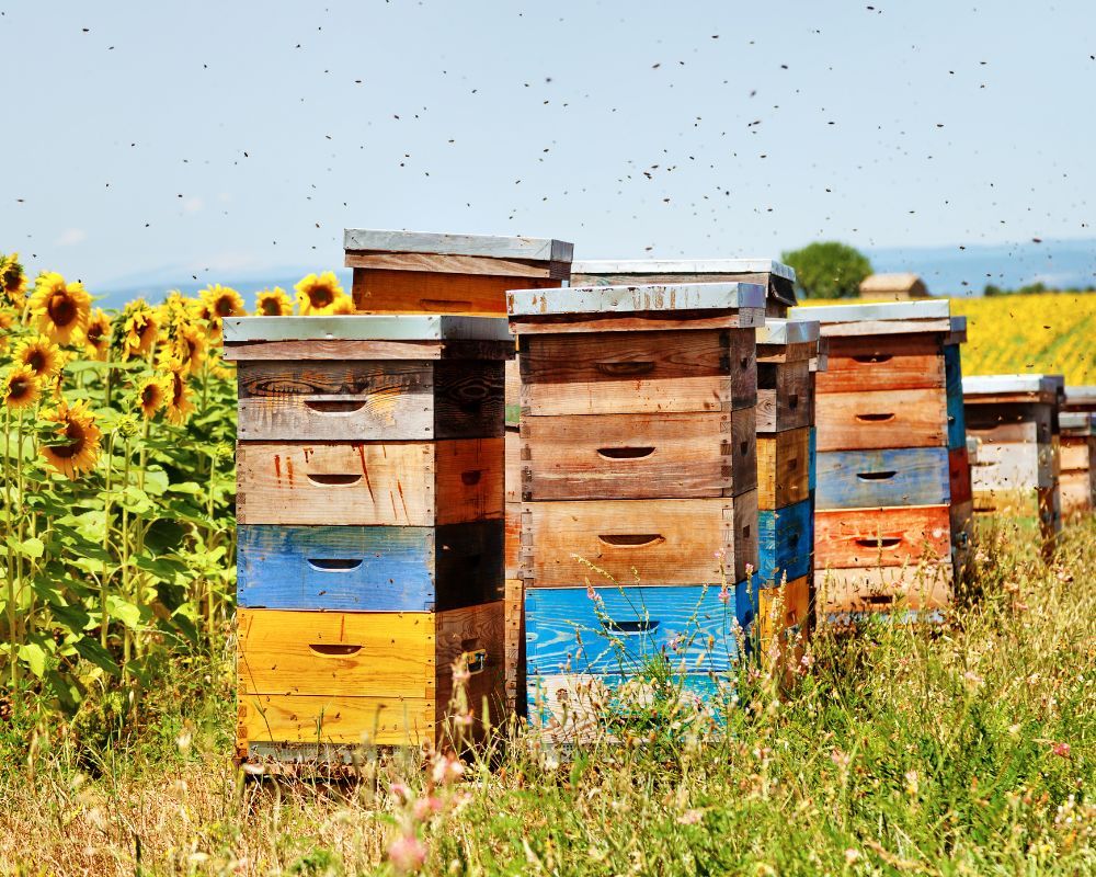 Modern Technology Advancements Transforming Bee Removal Operations