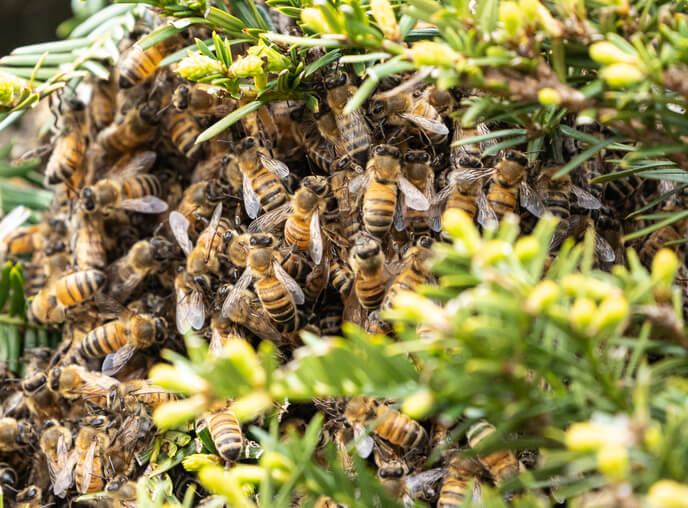 bee removal Los Angeles